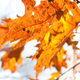 Illustration for article titled 611 Reasons Fall Is the Most Beautiful Season of All